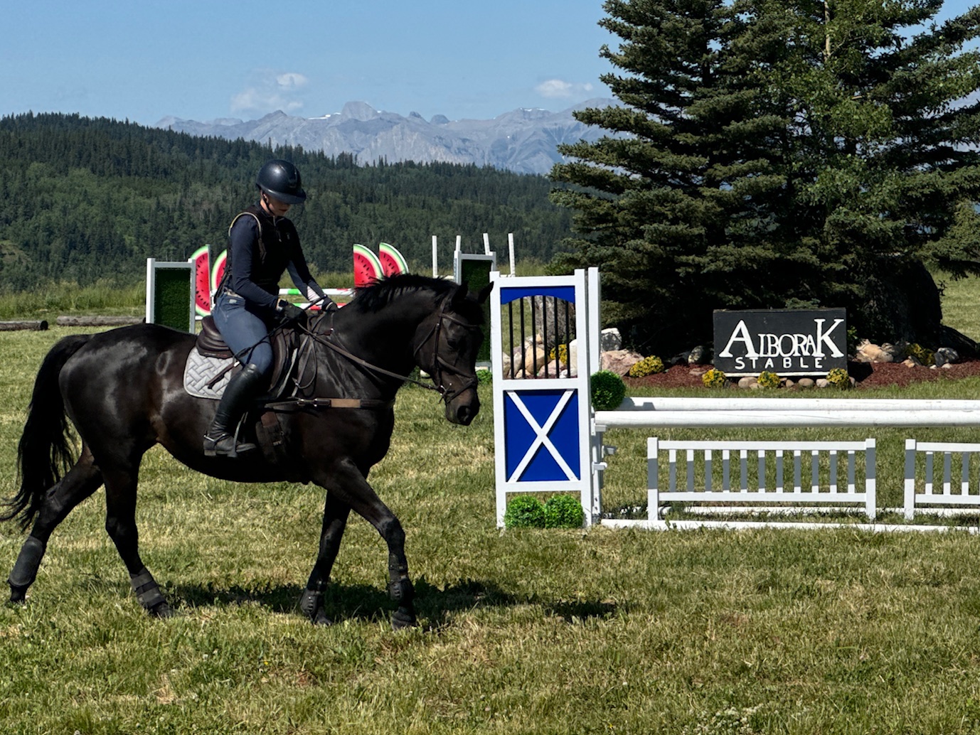 Warmblood horses at Alborak Stable